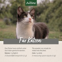 Katzen